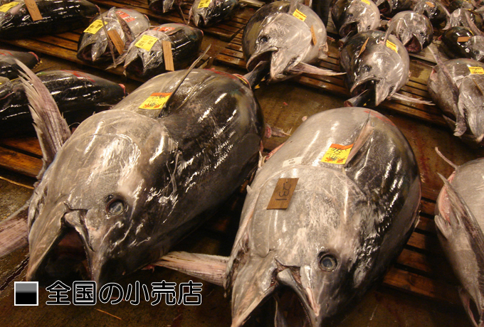 �S���̑N���X